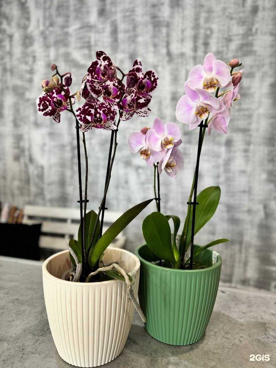 Отзывы на компанию Орхидея в Заволжье c фото