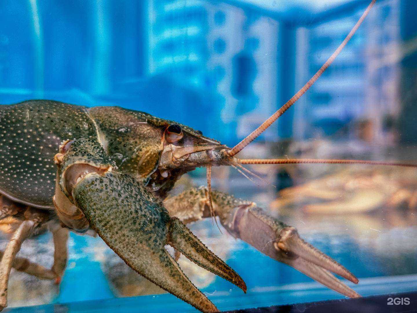 Отзывы на компанию Аквариум в Краснодаре c фото