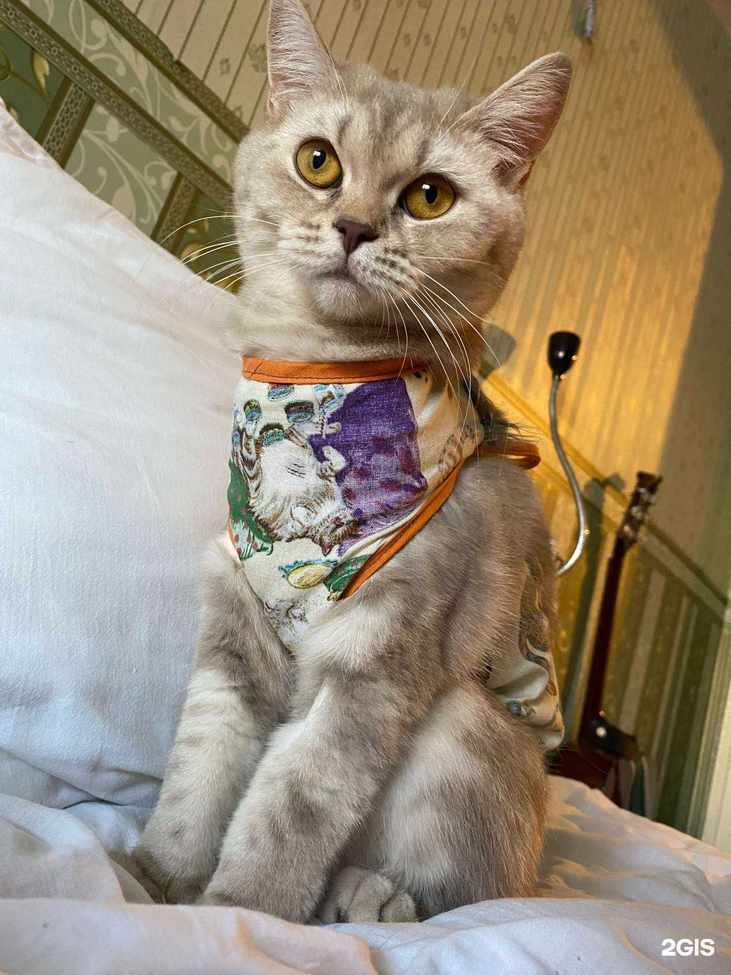 Отзывы на компанию Ласси-вет в Иркутске c фото