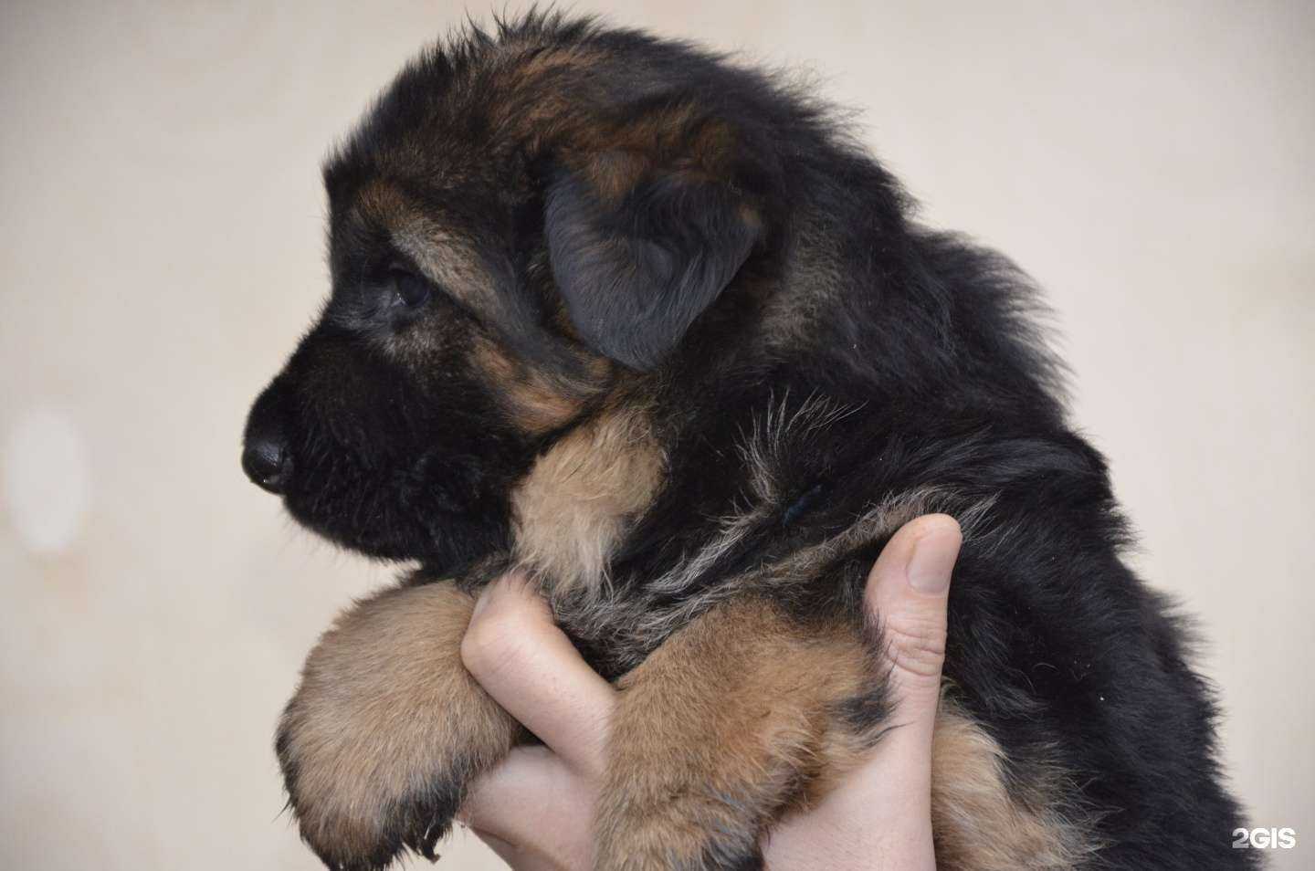 Отзывы на компанию Фауна-элита в г. Абакан c фото