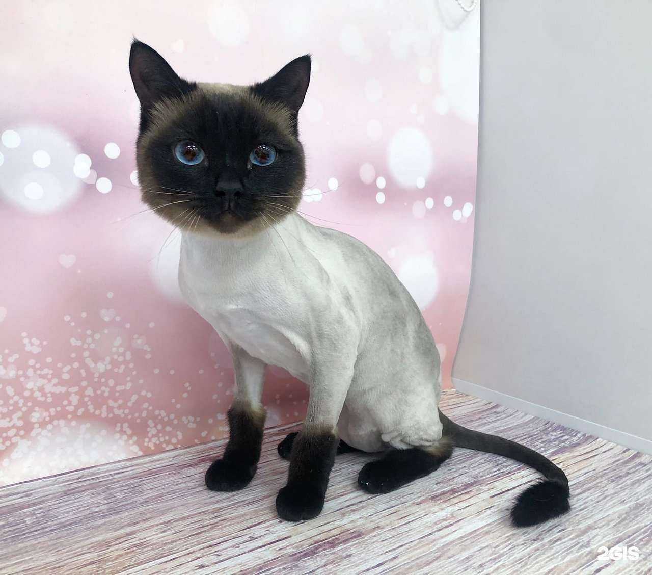 Отзывы на компанию Groomy me в Новосибирске c фото