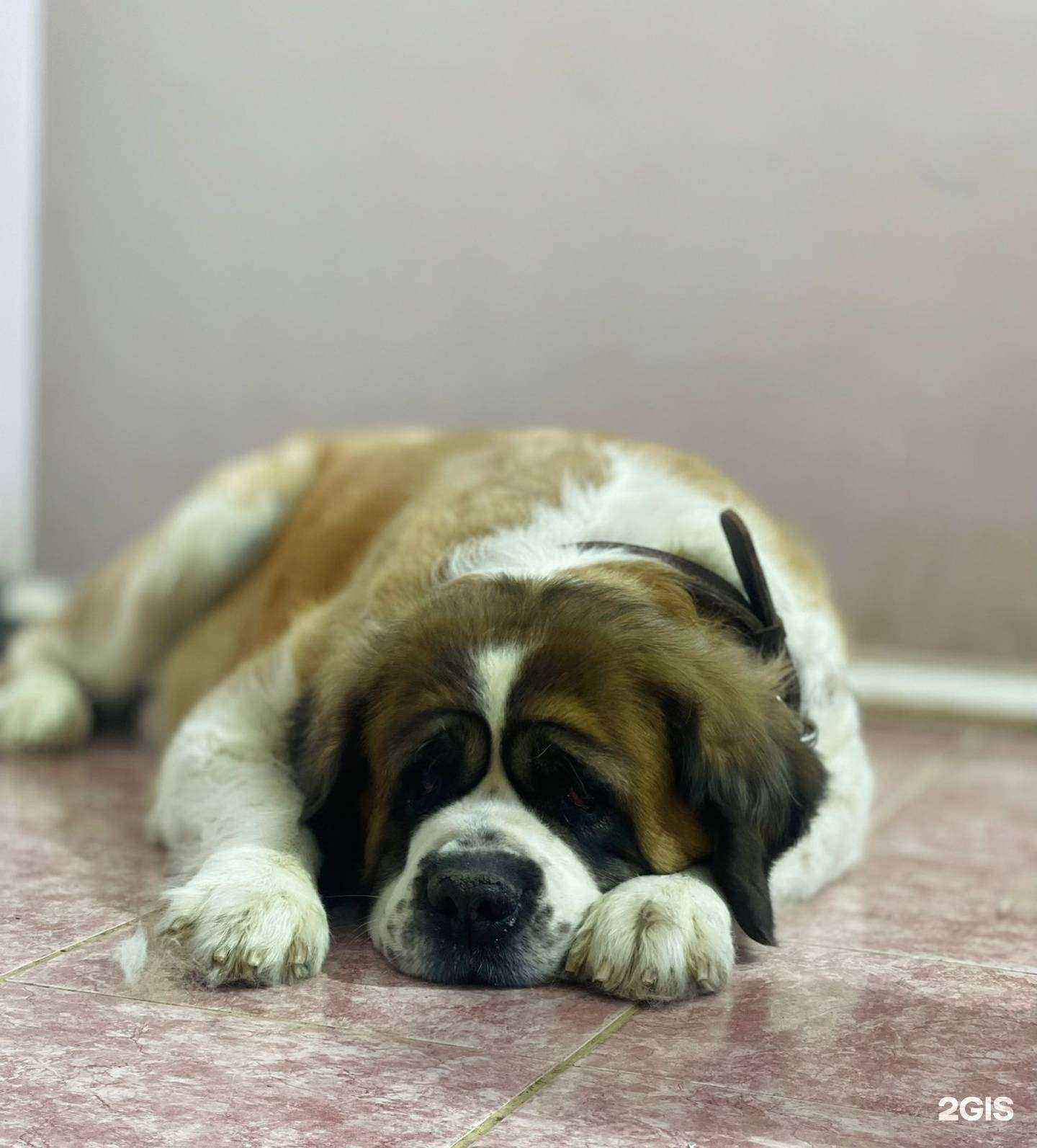 Отзывы на компанию Груминг и точка в г. Якутск c фото