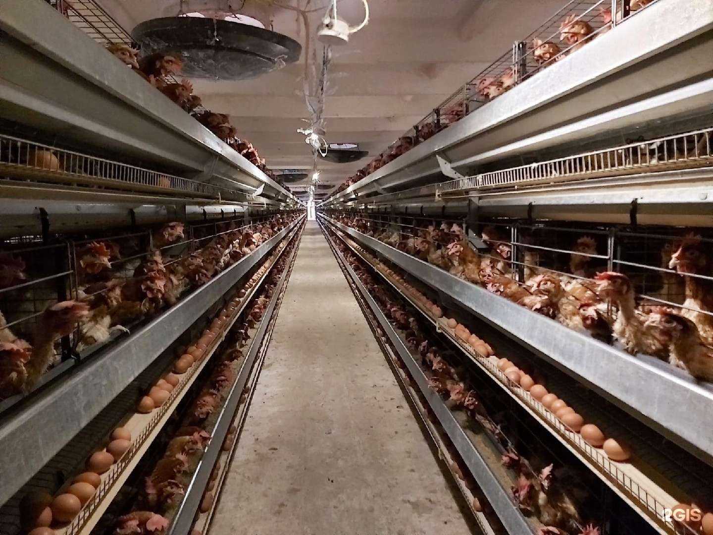 Отзывы на компанию Лениногорская птицефабрика в Лениногорске c фото