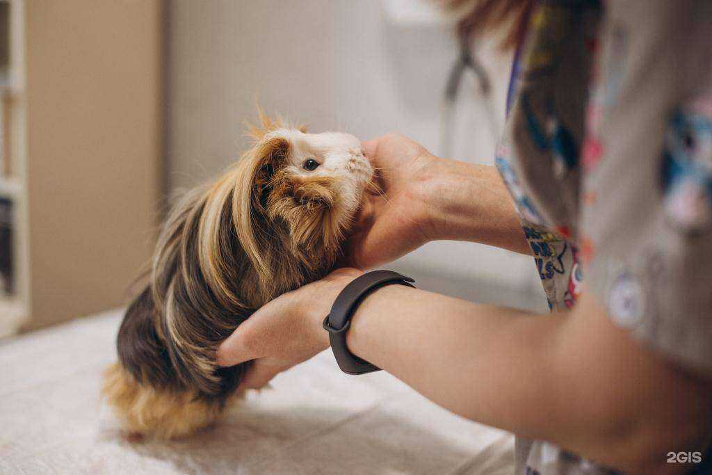 Отзывы на компанию Ветеринарный дом в г. Иваново c фото