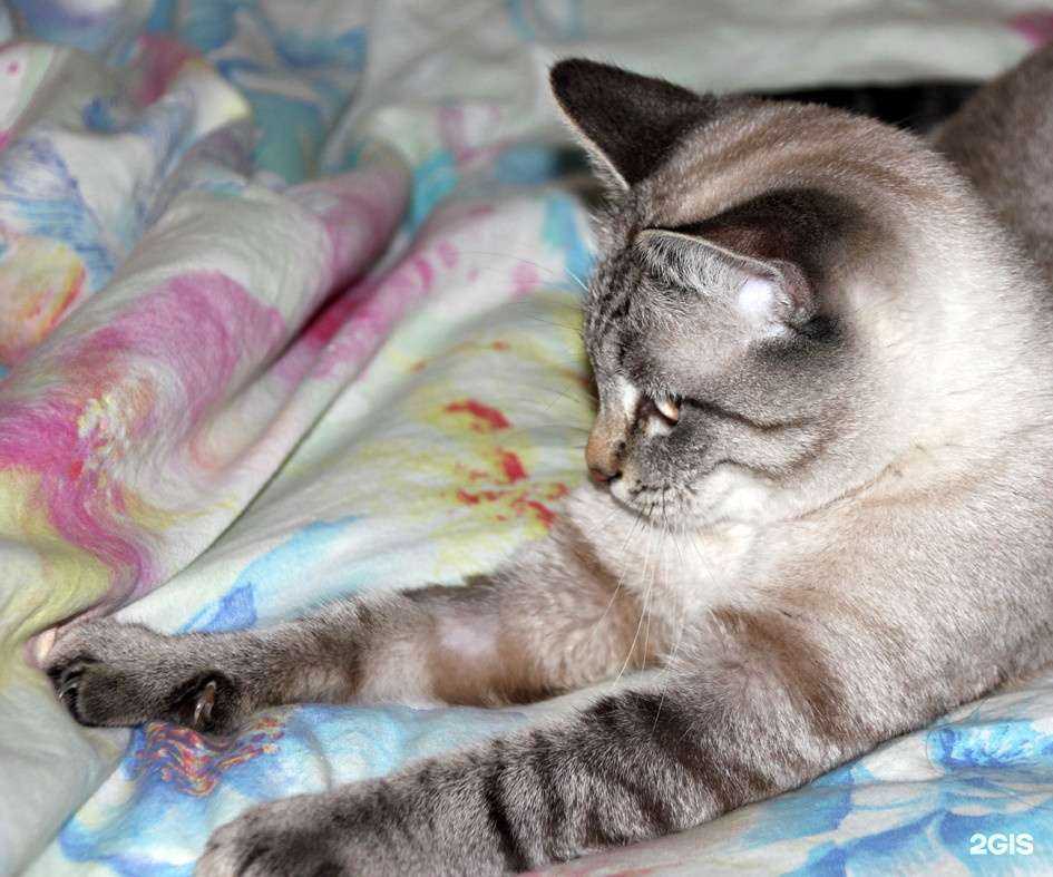 Отзывы на компанию Айро в Новосибирске c фото