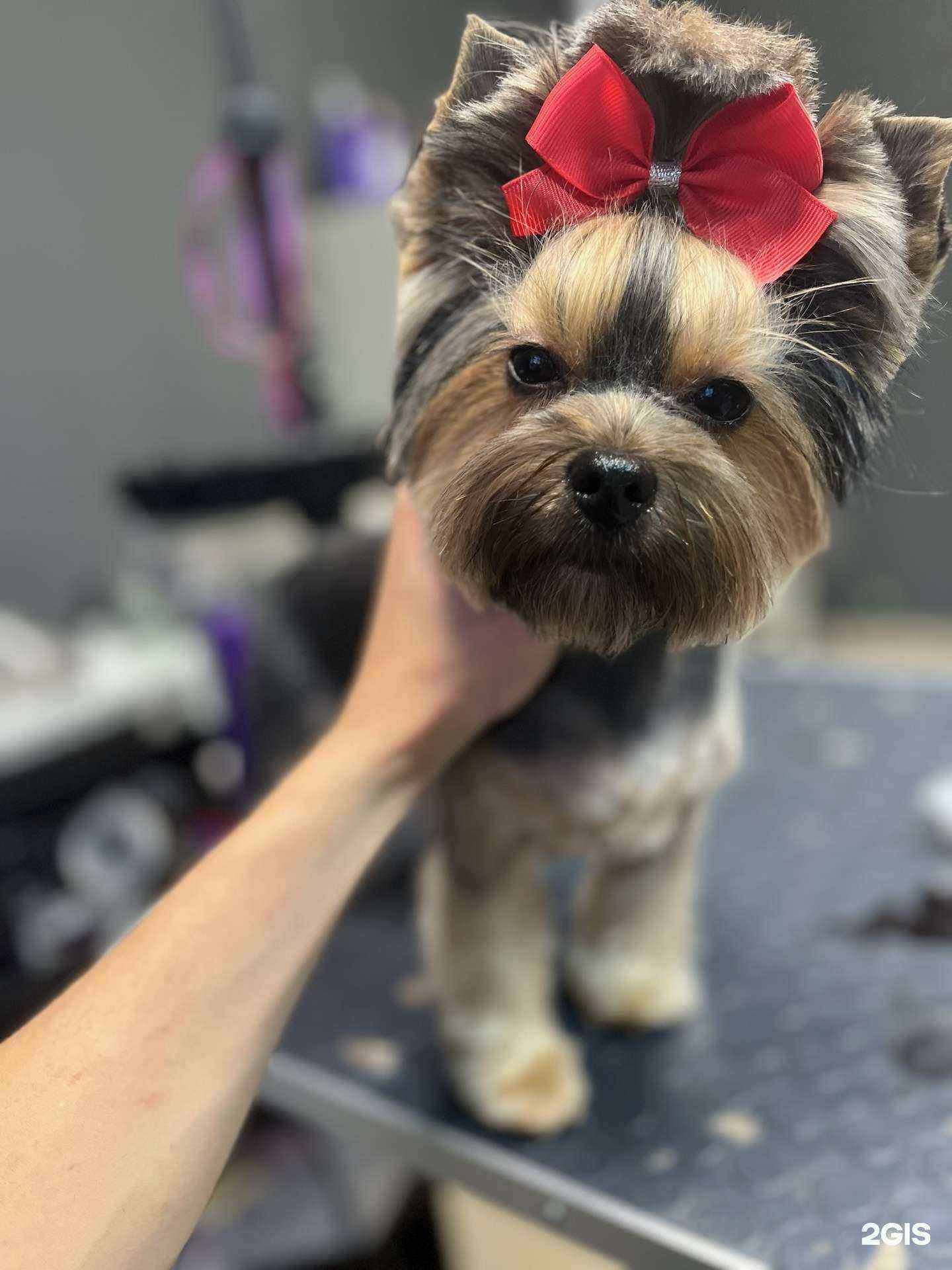 Отзывы на компанию Территория бережного груминга Ugroom в Казани c фото