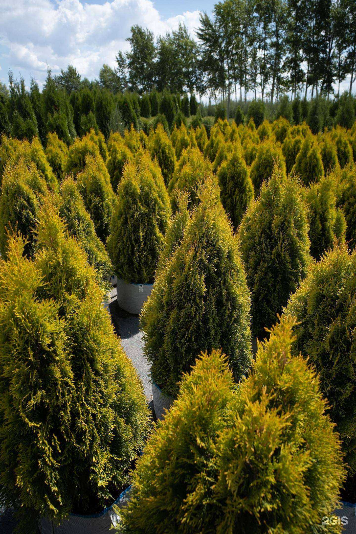 Отзывы на компанию LeafGarden в Уфе c фото
