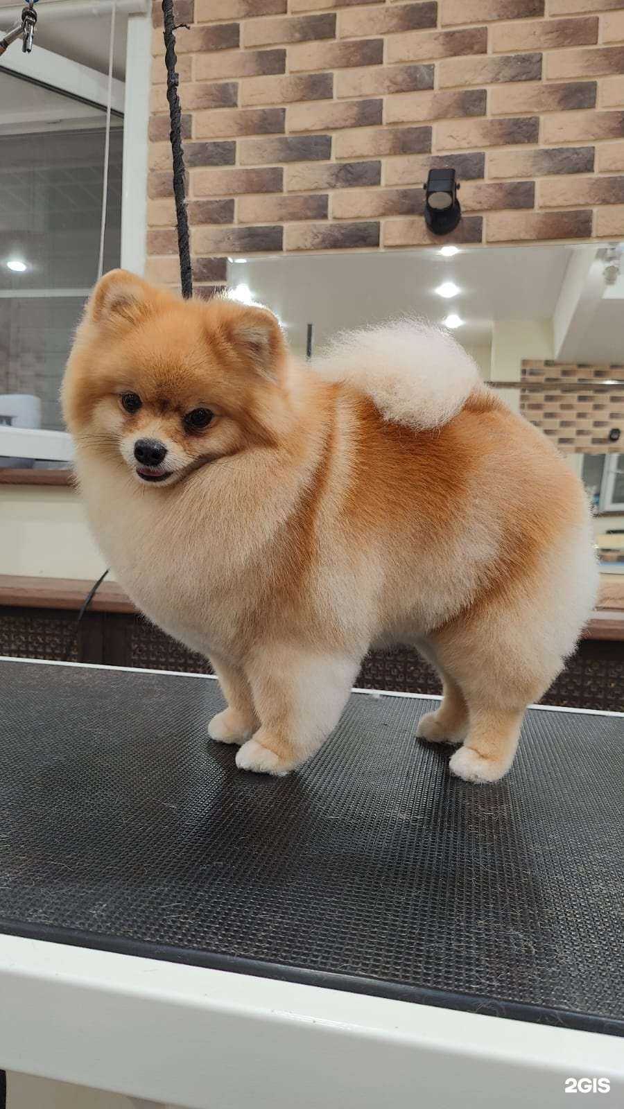 Отзывы на компанию 5 Хвостов в Туле c фото