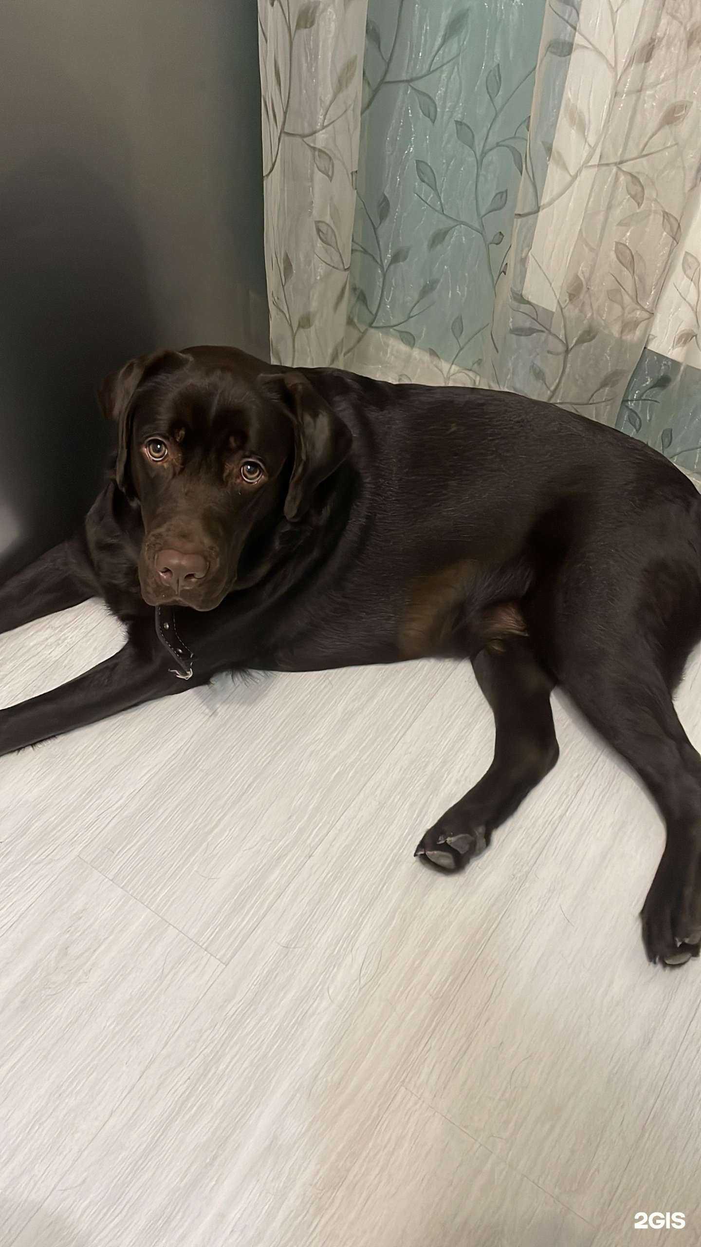 Отзывы на компанию Веселые хвостики в г. Екатеринбург c фото