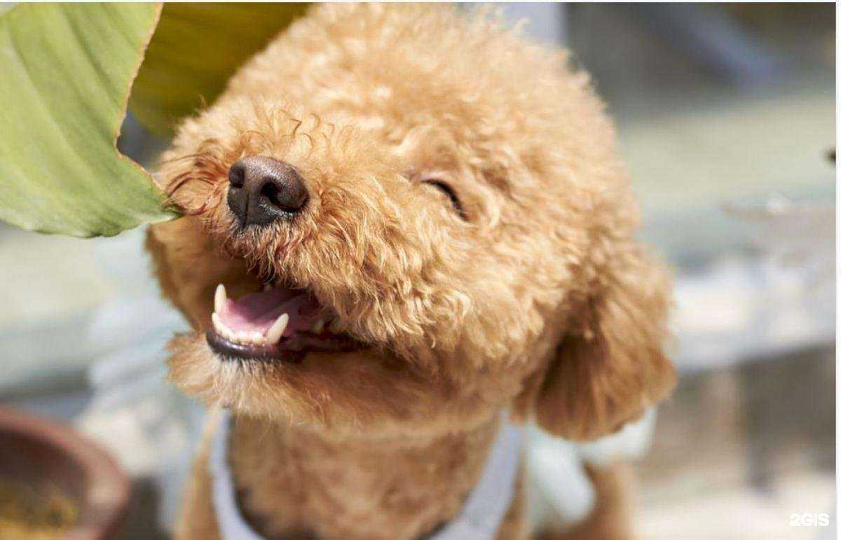 Отзывы на компанию ВетОснова в Иркутске c фото