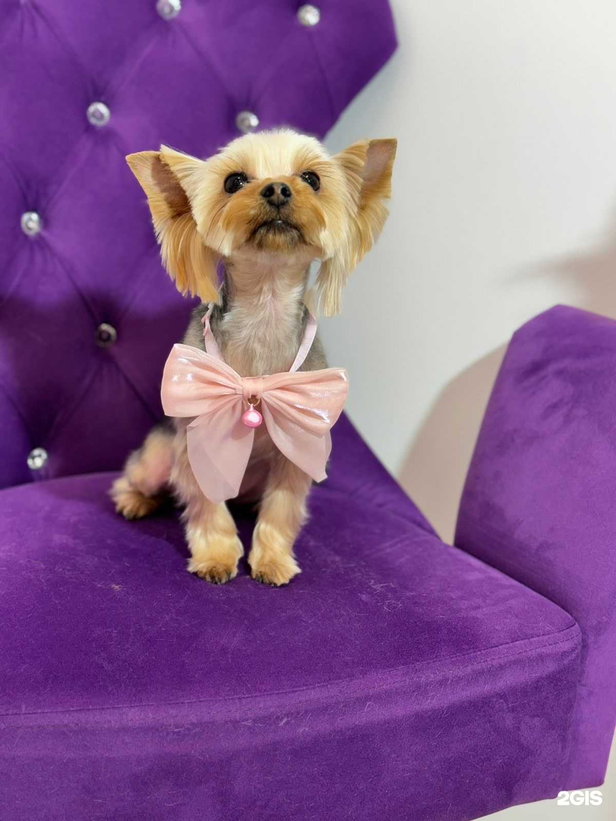 Отзывы на компанию Собачье дело в Воронеже c фото