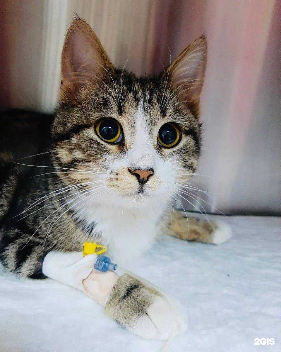 Отзывы на компанию 9 Жизней, ветеринарная клиника в Ярцеве c фото