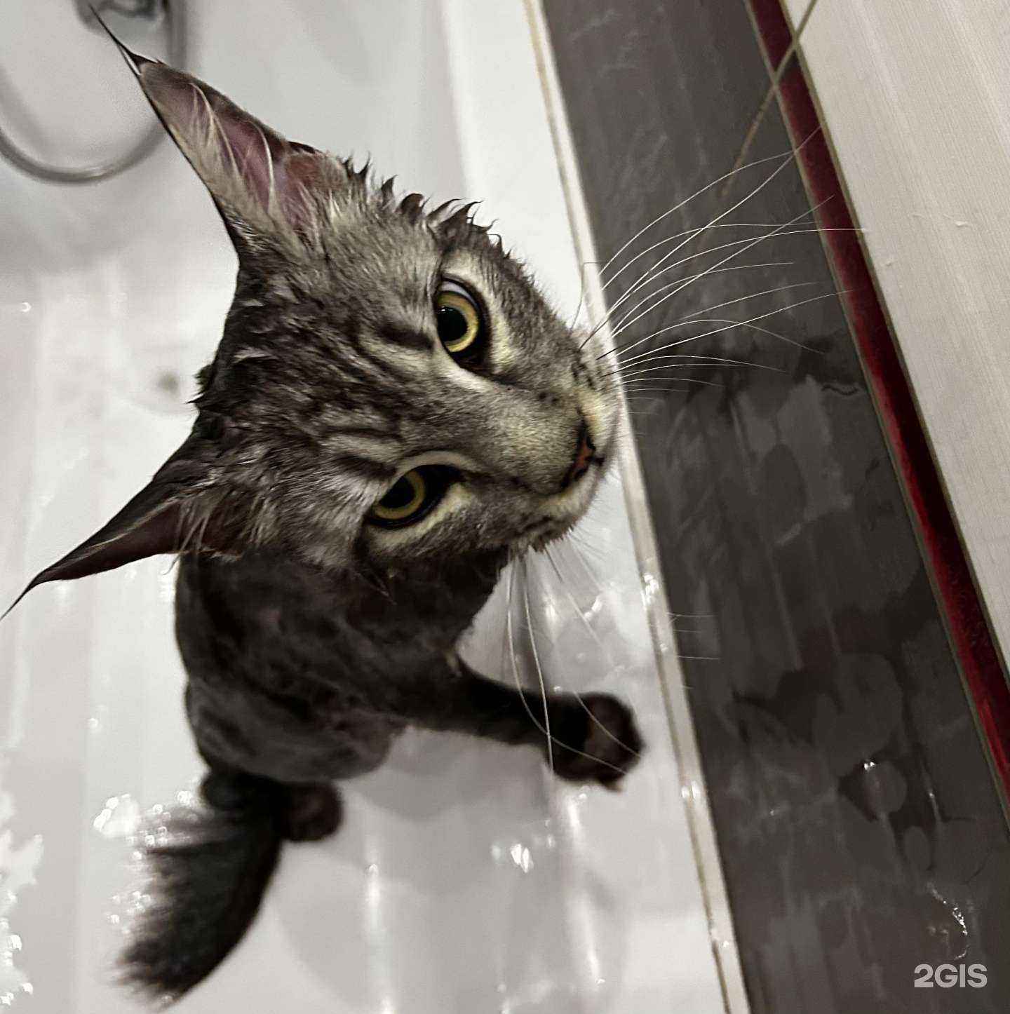 Отзывы на компанию Gruming_vip в г. Нижний Новгород c фото