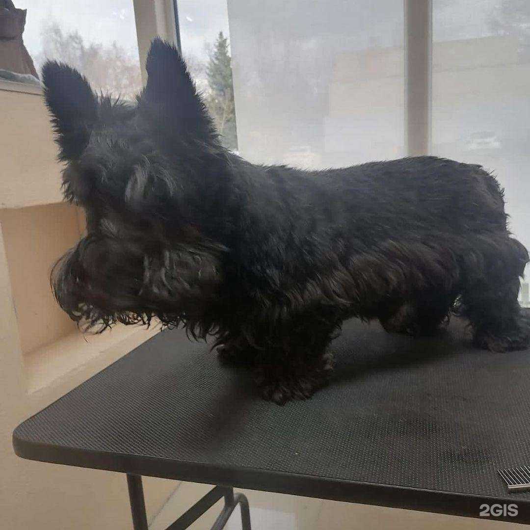 Отзывы на компанию Жужа в г. Белоозёрский c фото