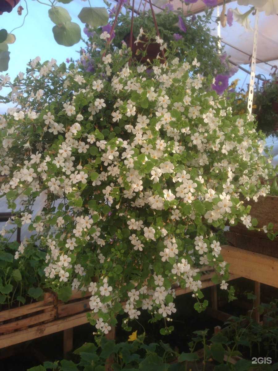 Отзывы на компанию Поли-сад в Перми c фото