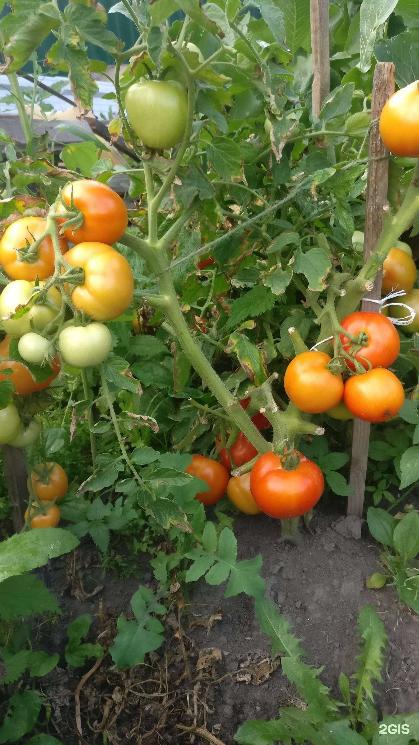 Отзывы на компанию Сибирские сортовые семена в Новосибирске c фото