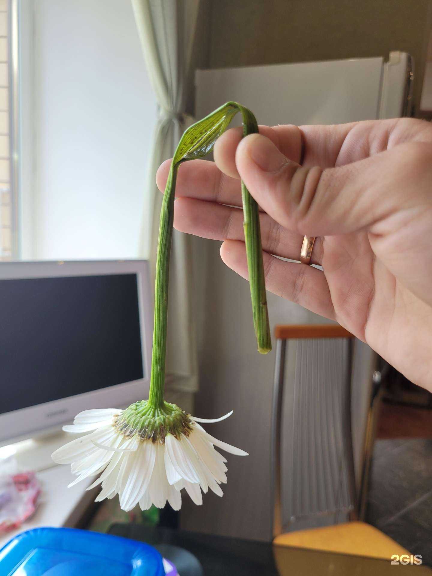 Отзывы на компанию Цветочный склад в Пятигорске c фото