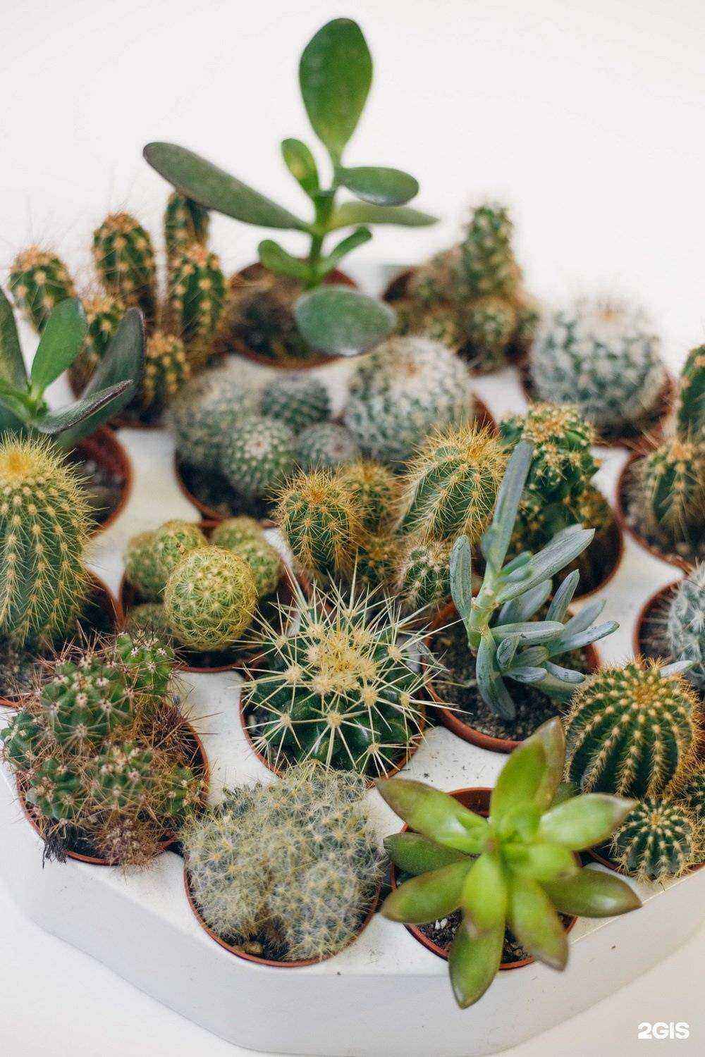 Отзывы на компанию Смотри! Цветы в Нижнем Новгороде c фото