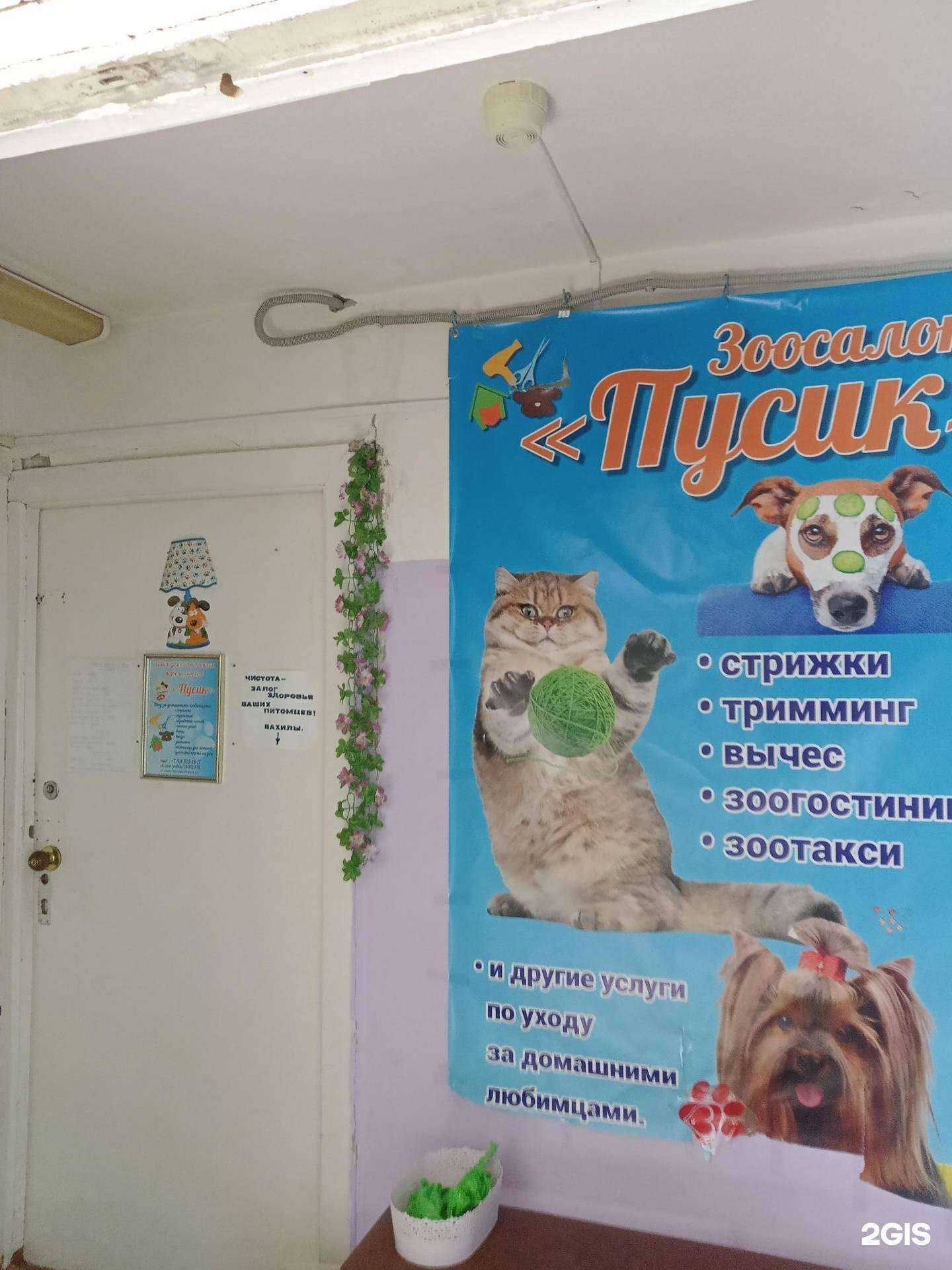 Отзывы на компанию Пусик в г. Кировск c фото