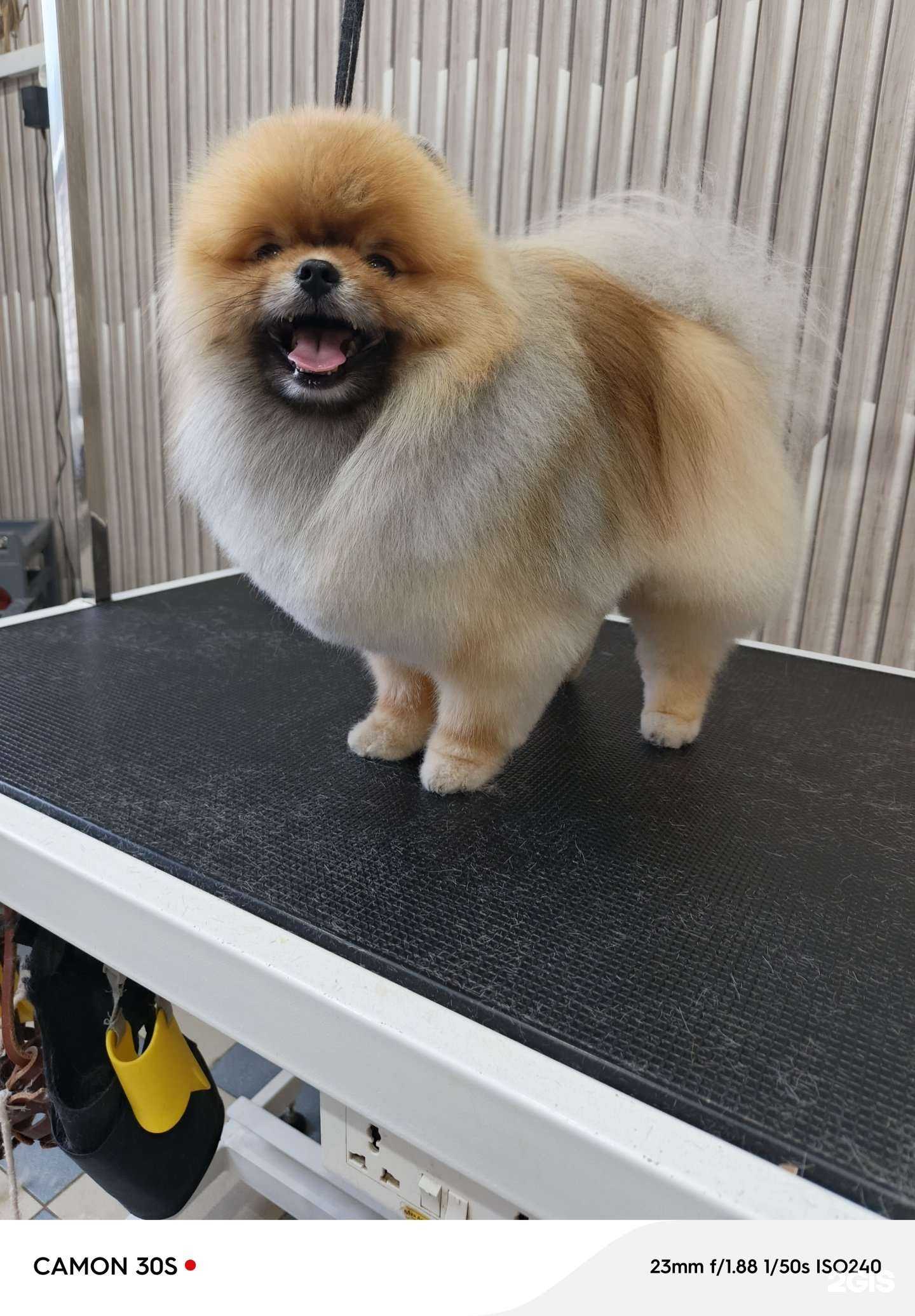 Отзывы на компанию Lucky dog в г. Елабуга c фото