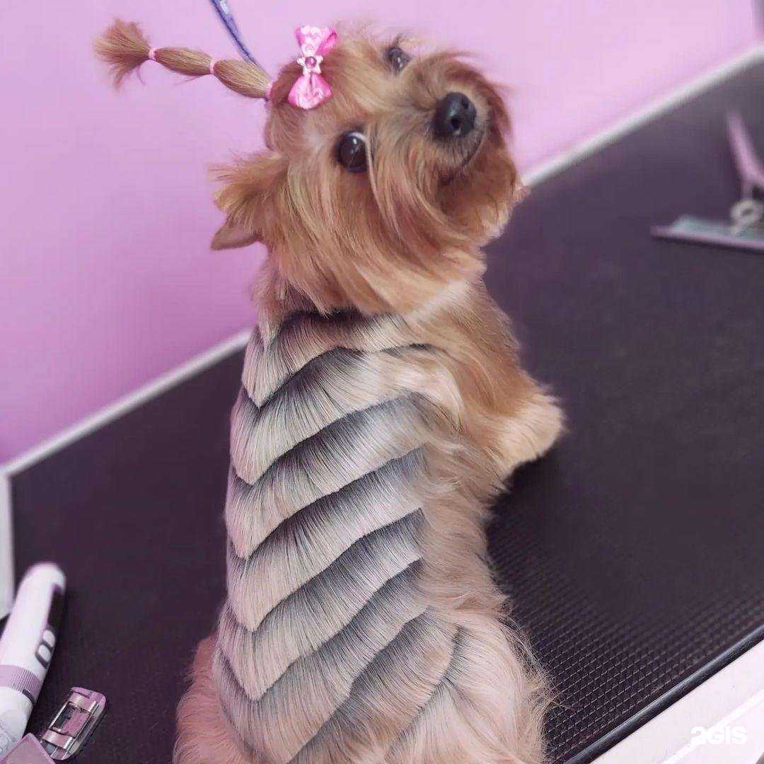 Отзывы на компанию Груминг-салон в Красноярске c фото