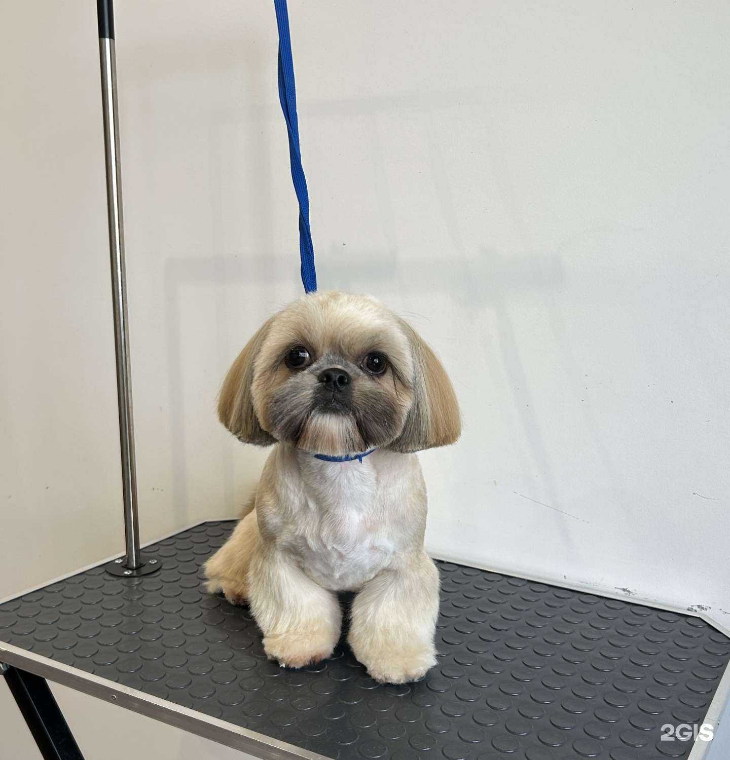 Отзывы на компанию Lakosta Groom в г. Тюмень c фото