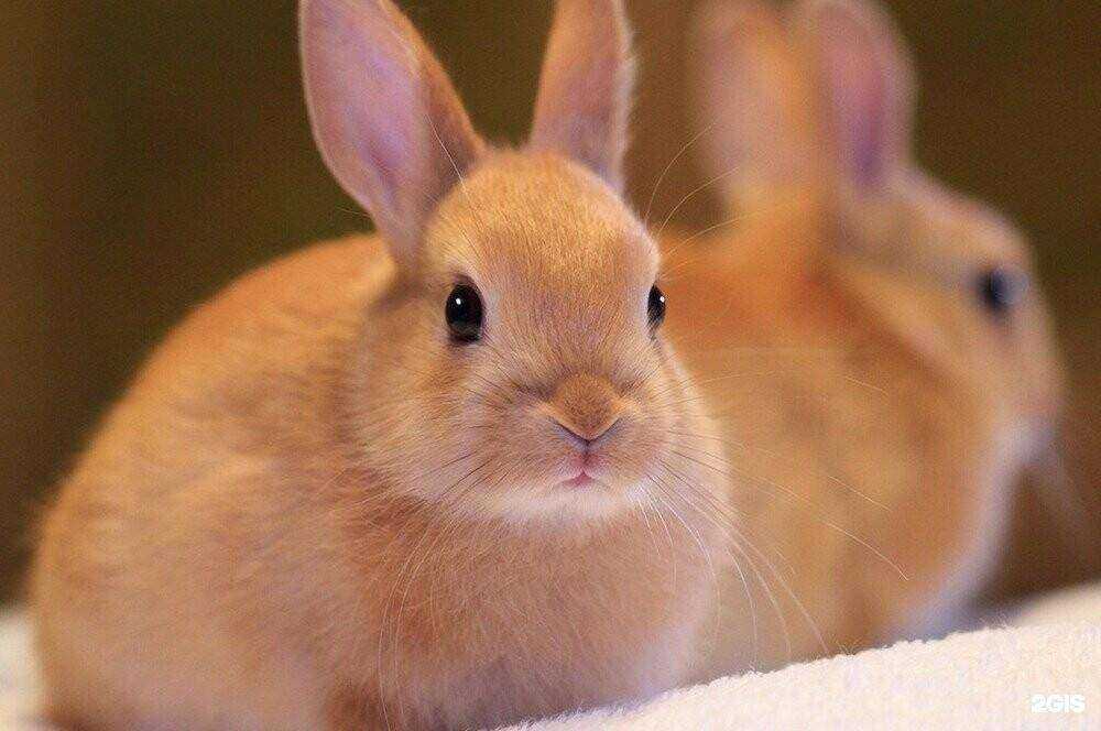 Отзывы на компанию 37 попугаев в Балакове c фото