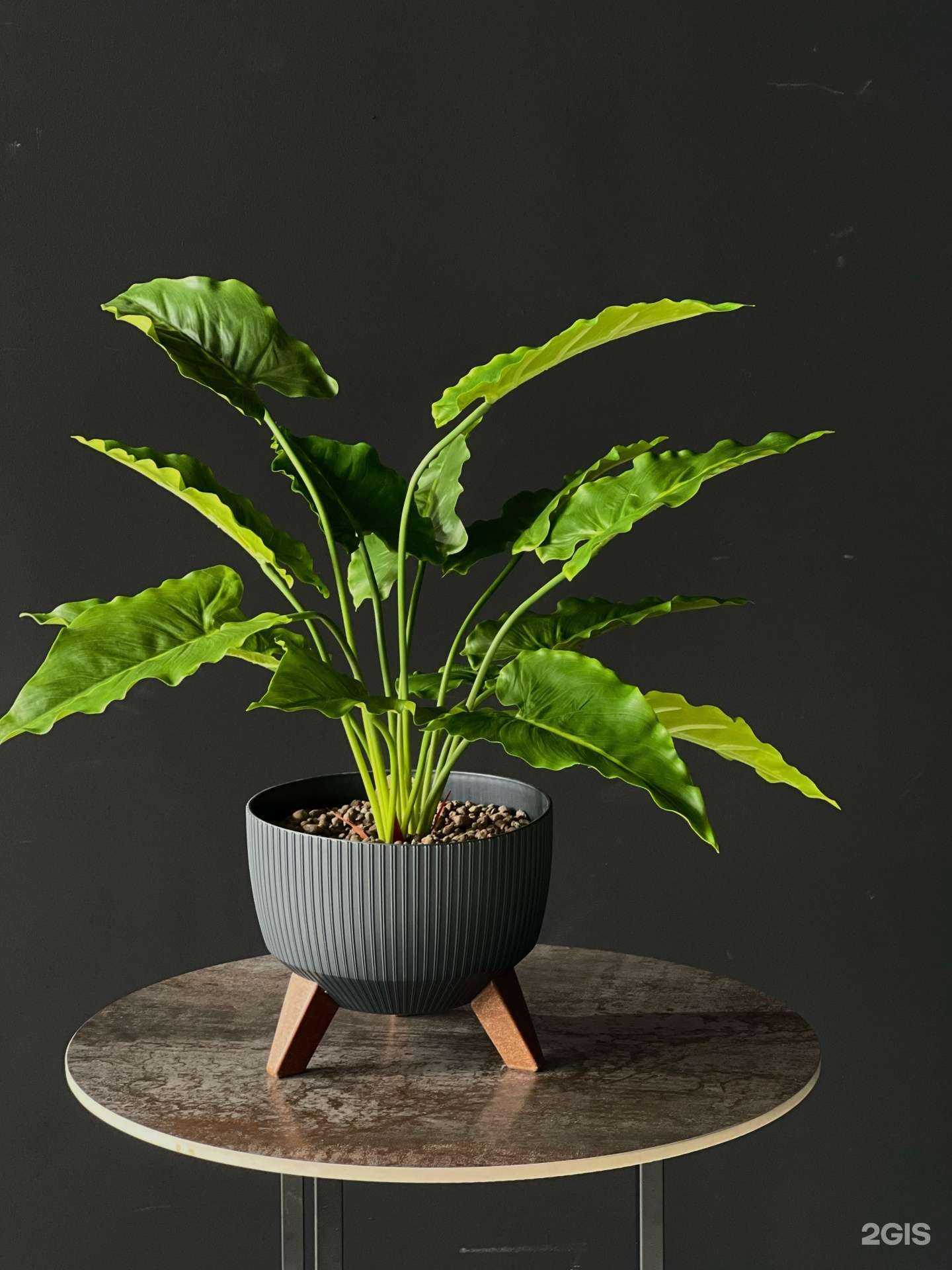 Отзывы на компанию Магазин искусственных деревьев и растений в Махачкале c фото