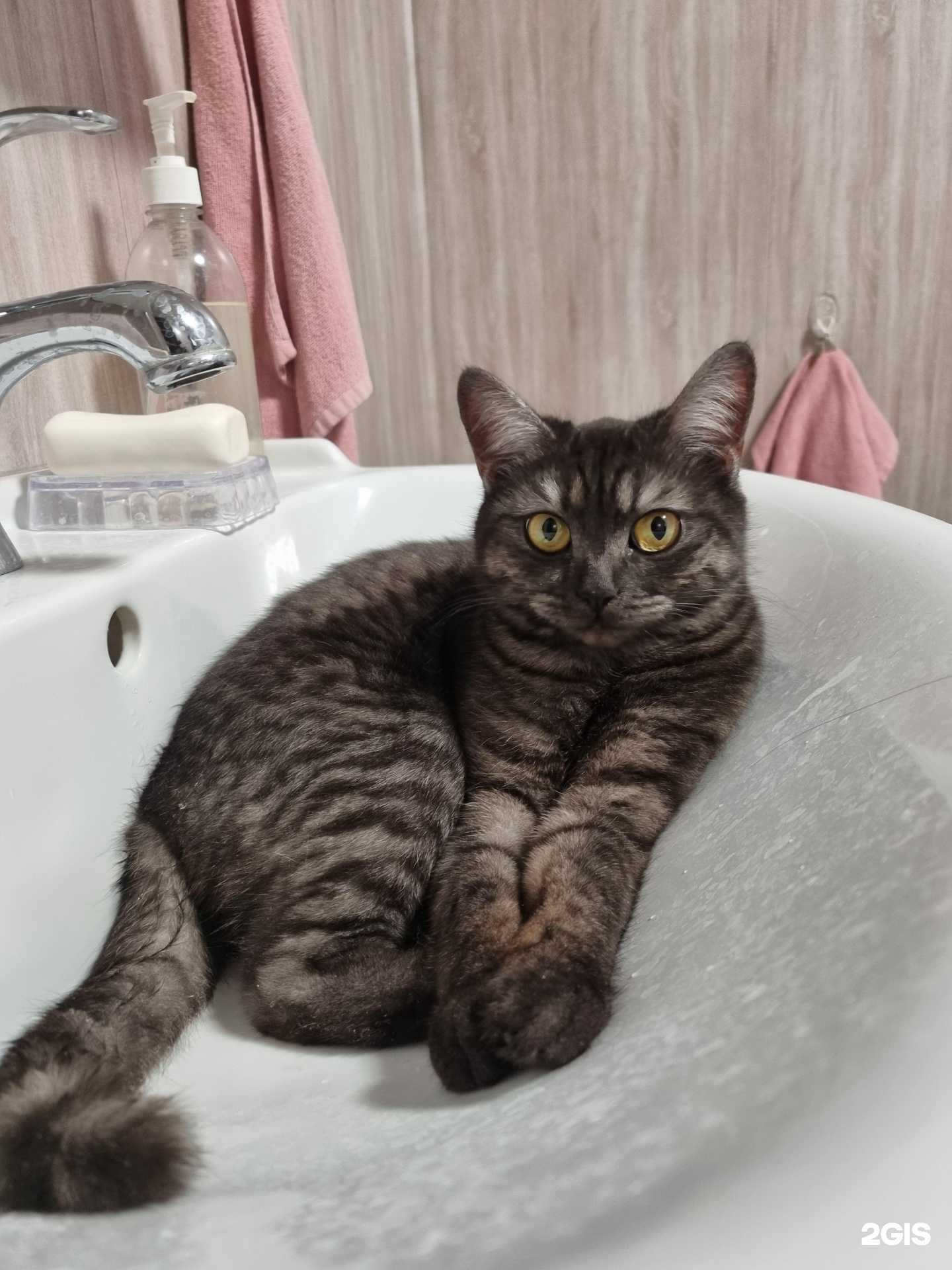 Отзывы на компанию Ветеринар в г. Уфа c фото