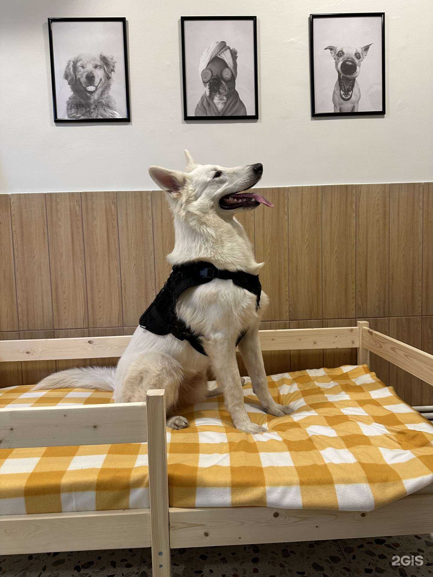 Отзывы на компанию Хороший мальчик в Ижевске c фото