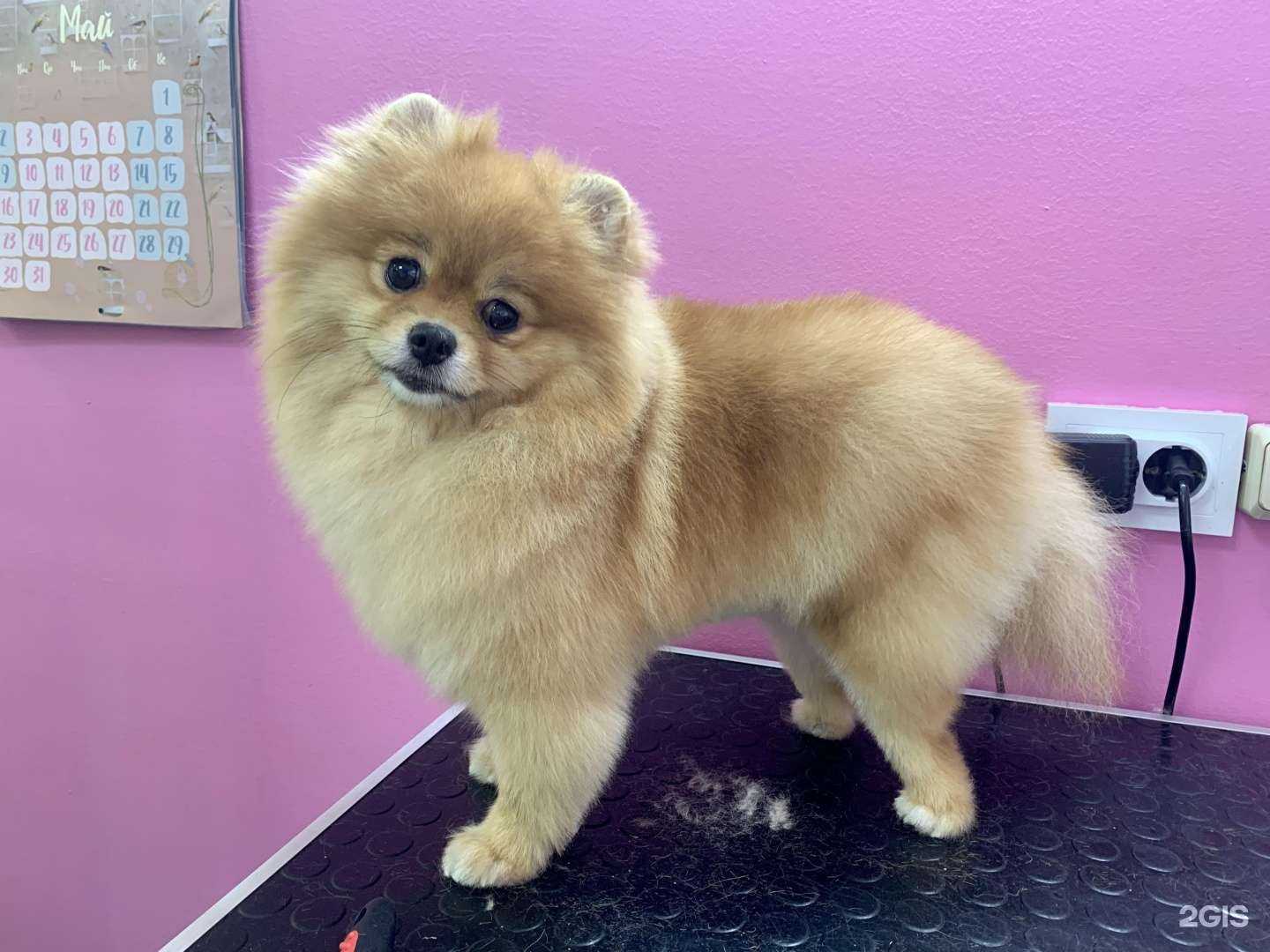 Отзывы на компанию Пряник в Ставрополе c фото