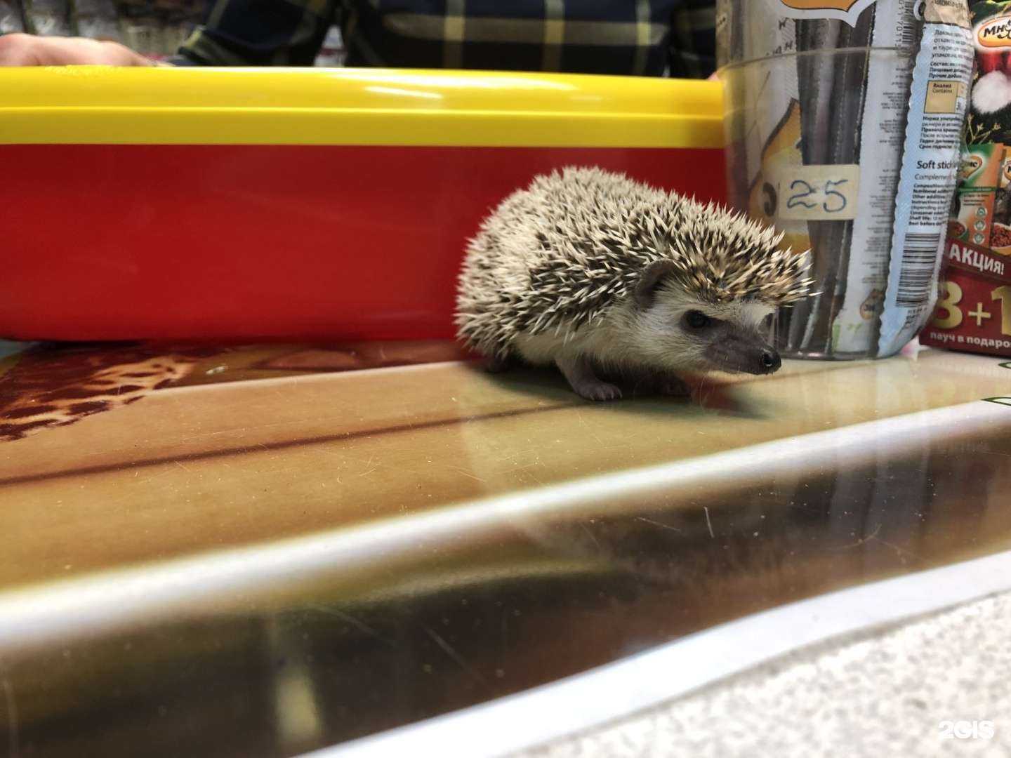 Отзывы на компанию 6 лап в Красноярске c фото