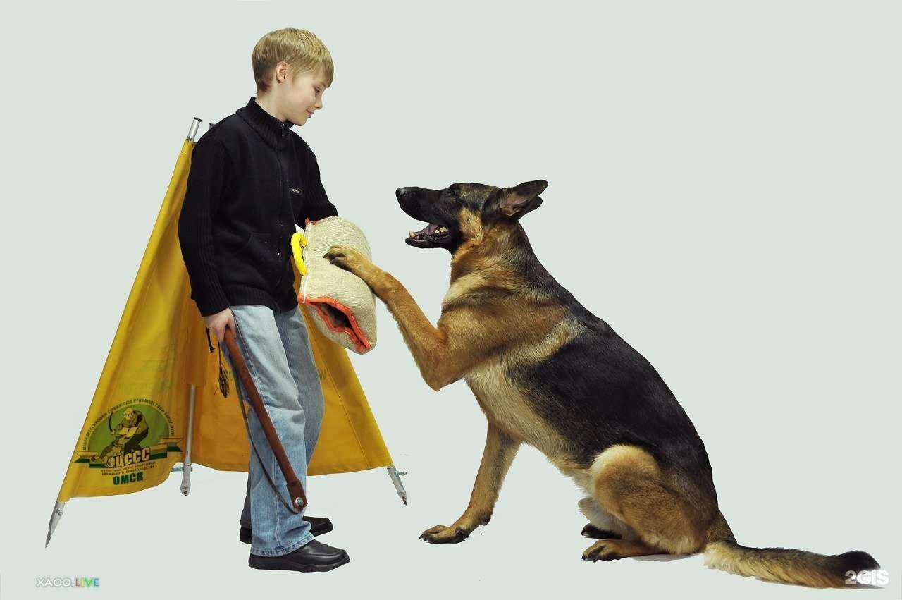 Отзывы на компанию Областной центр спортивно-служебного собаководства в г. Омск c фото