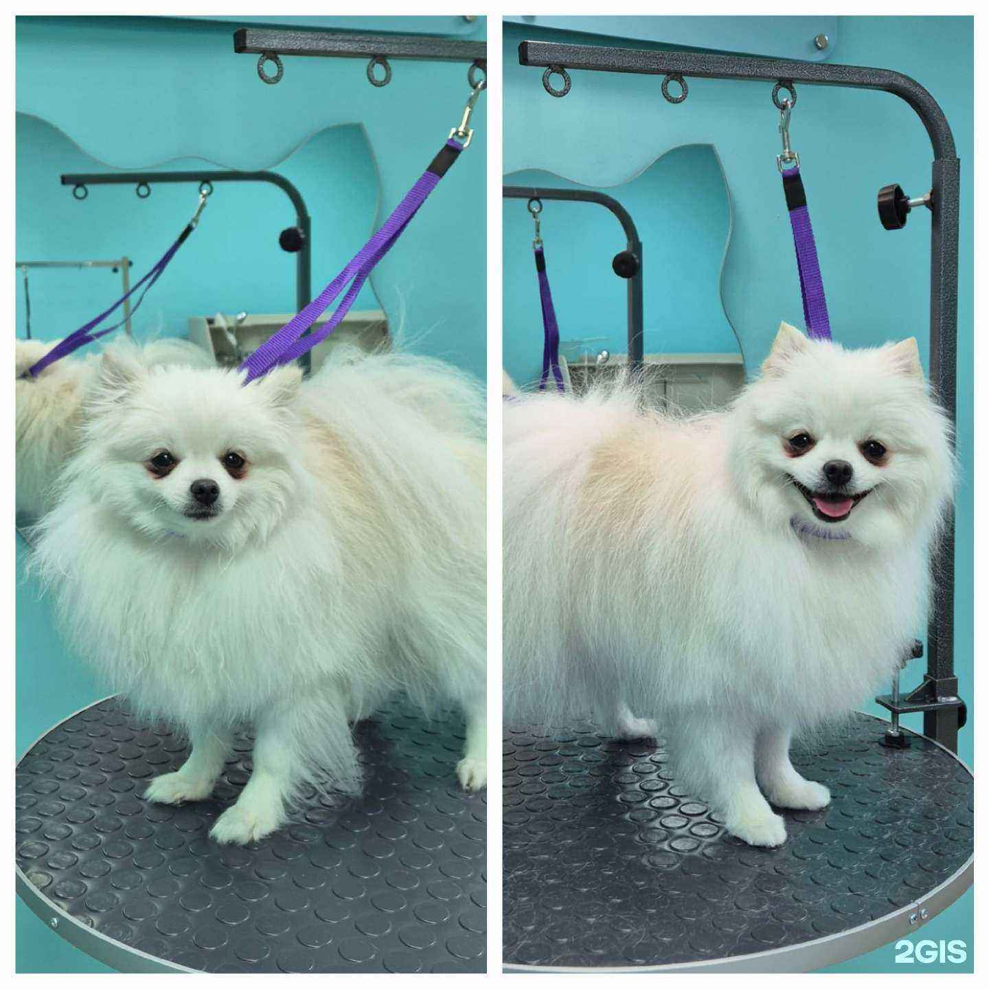 Отзывы на компанию ХвостУшки в г. Хабаровск c фото