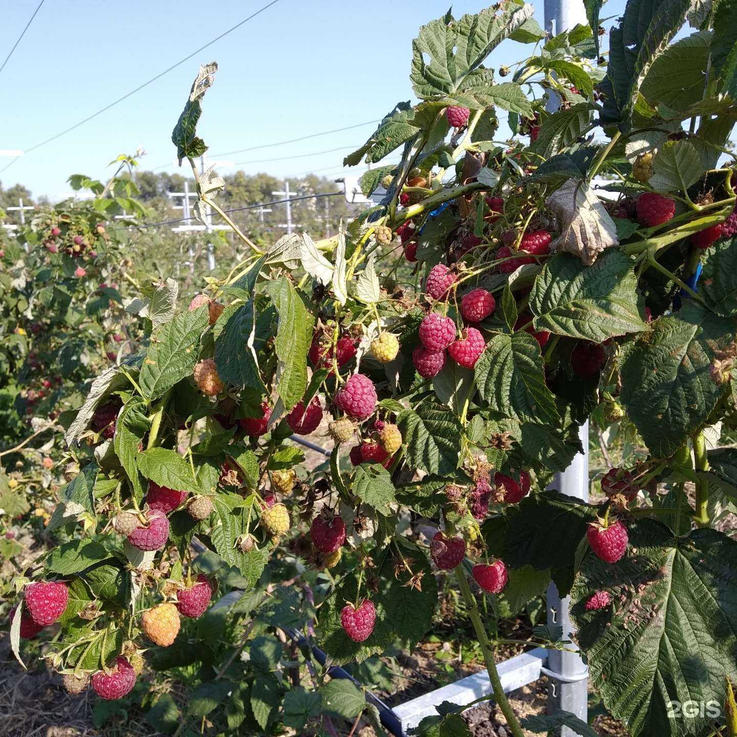 Отзывы на компанию Бэста в г. Краснодар c фото