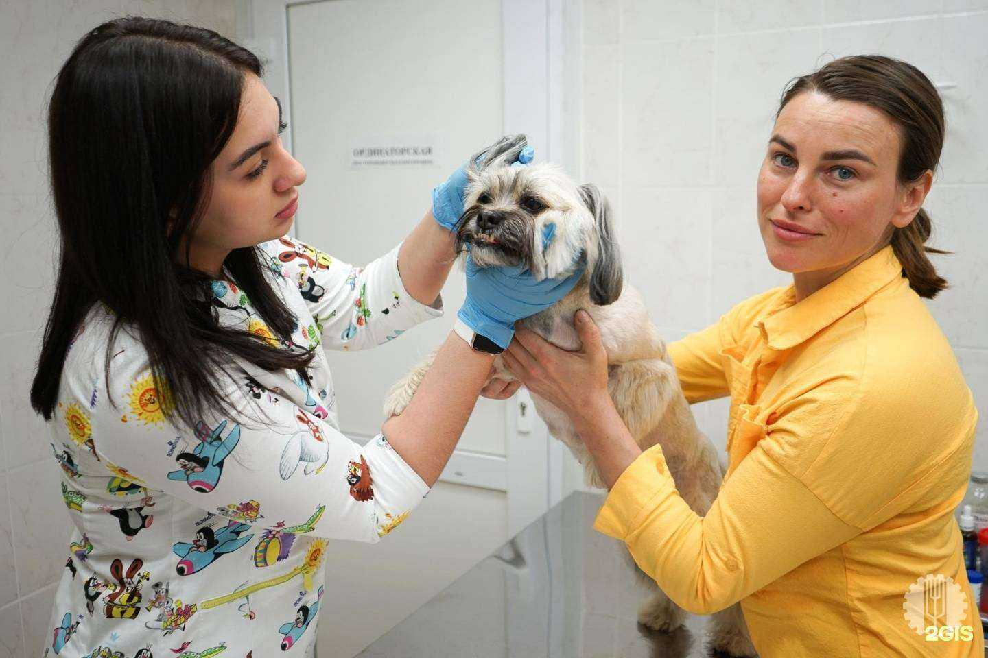 Отзывы на компанию Академическая ветеринарная помощь в Кемерове c фото