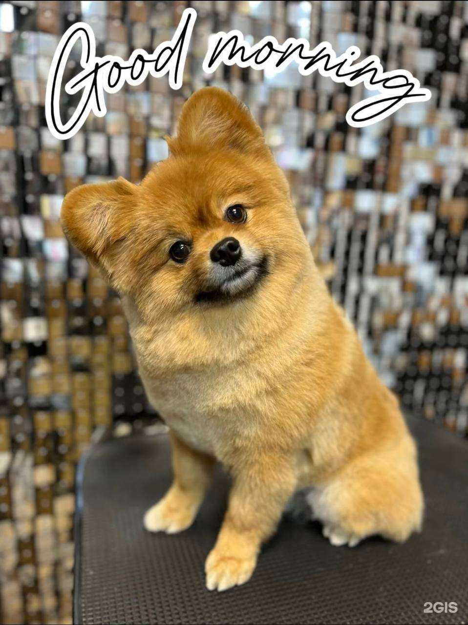 Отзывы на компанию Dog House, зоосалон в Калуге c фото