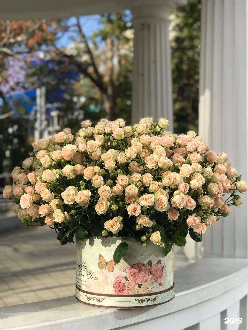 Отзывы на компанию SochiDolceVita в Сочи c фото