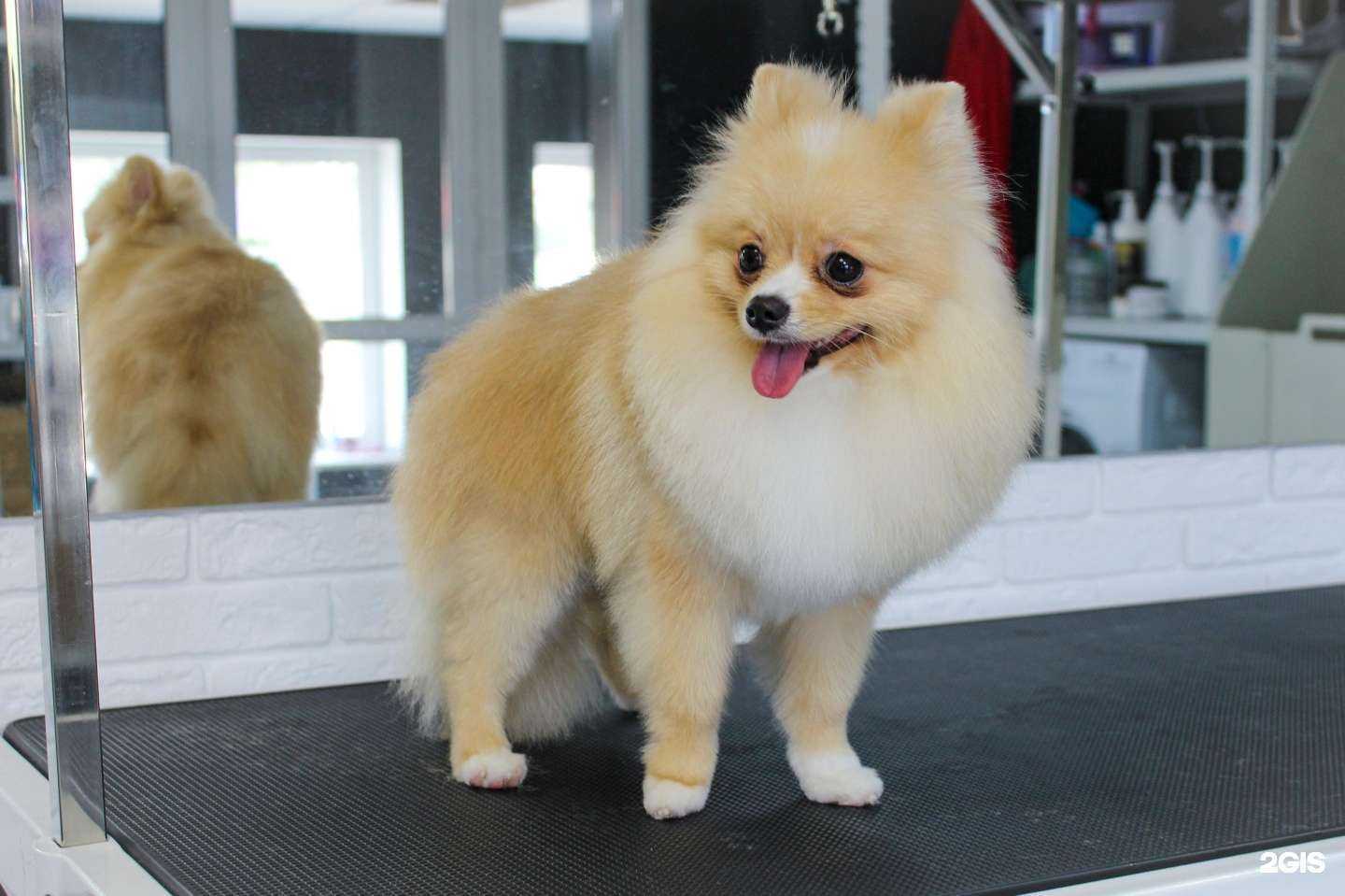 Отзывы на компанию Groom в Ноябрьске c фото