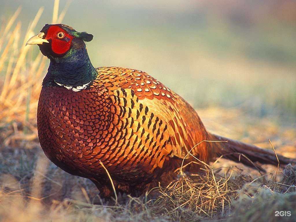 Отзывы на компанию Крестьянско-фермерское хозяйство в Нижневартовске c фото