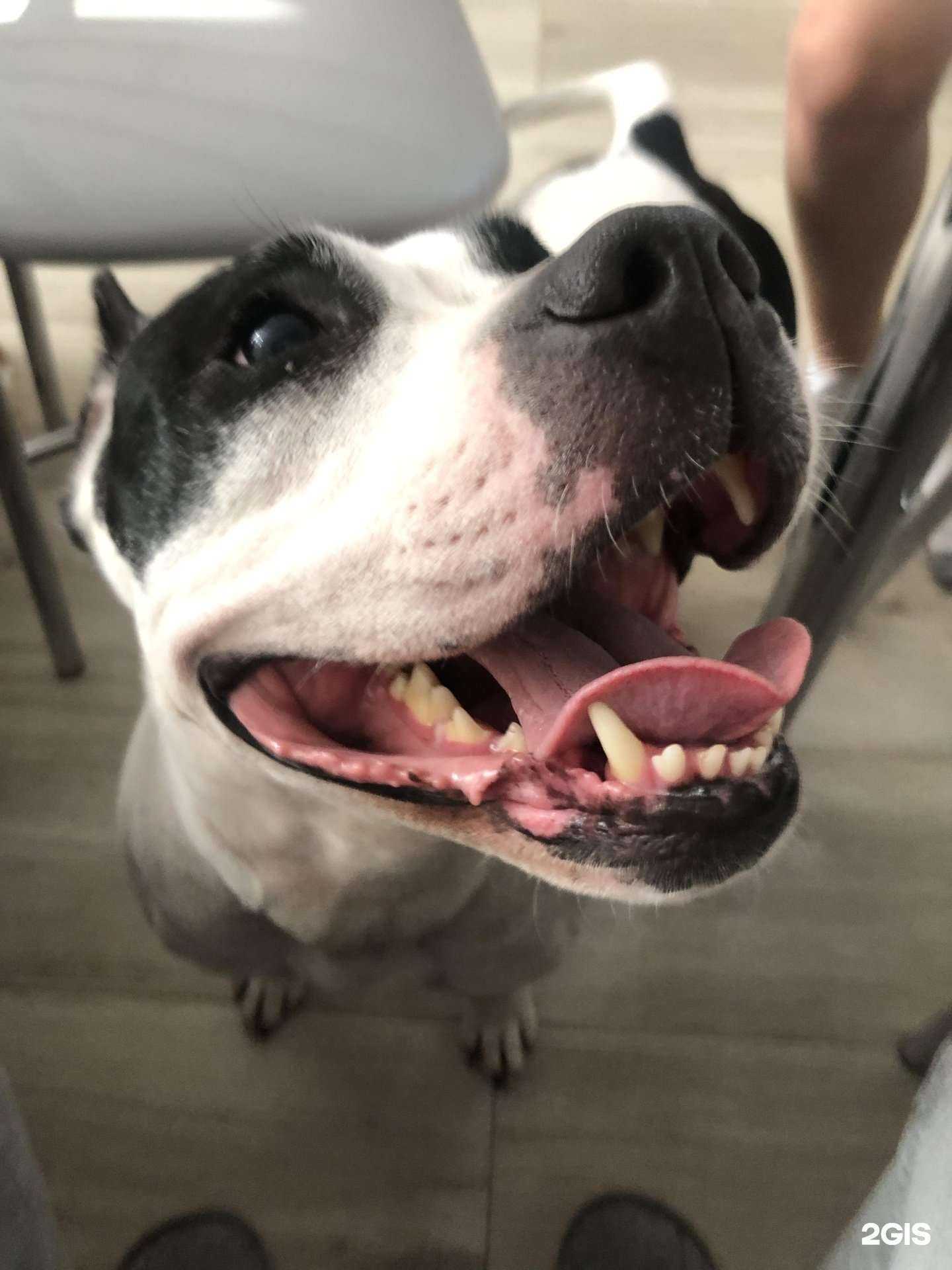 Отзывы на компанию DoctorVet в Анапе c фото