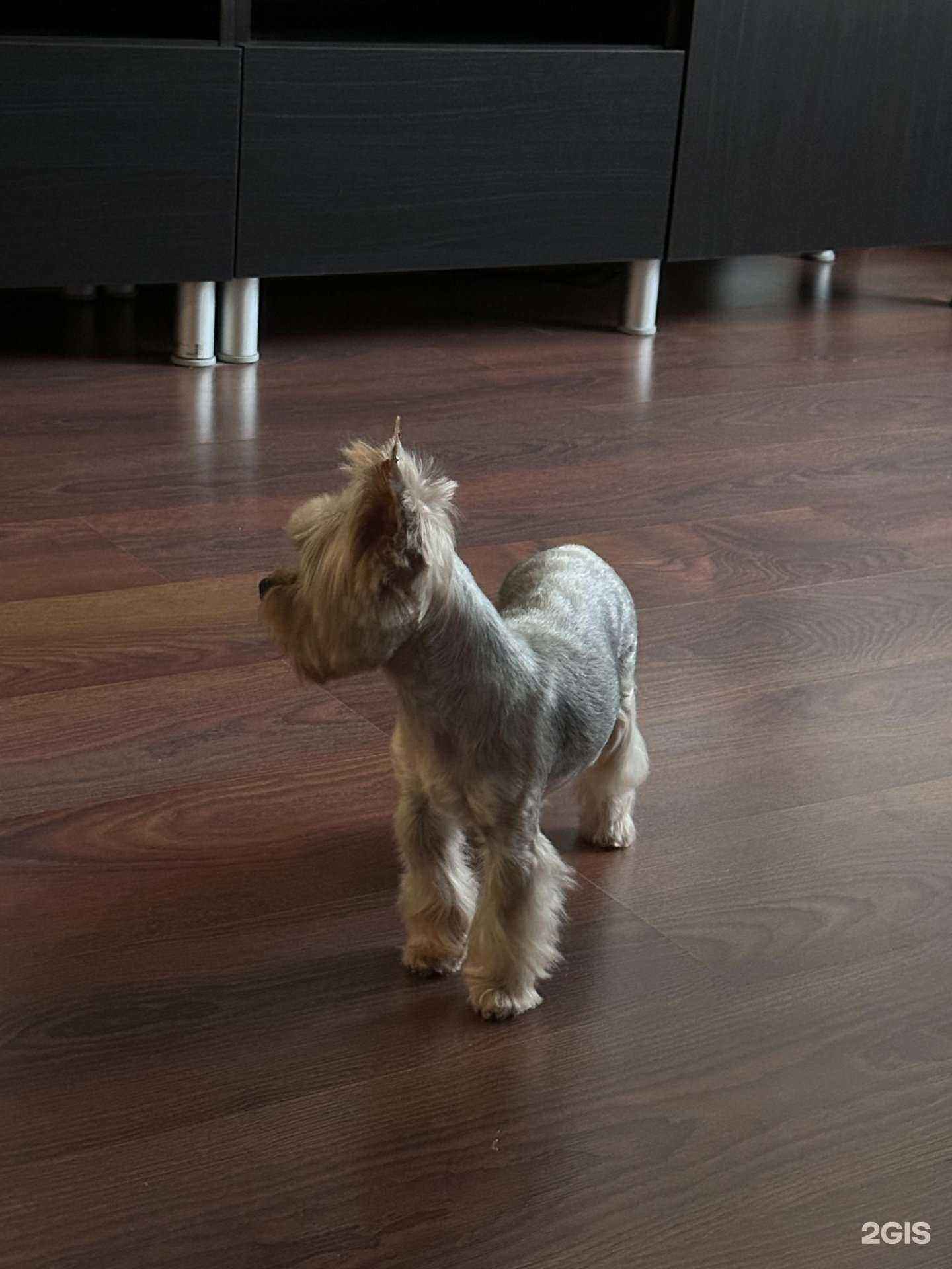 Отзывы на компанию Белинка груминг в Нижнем Новгороде c фото