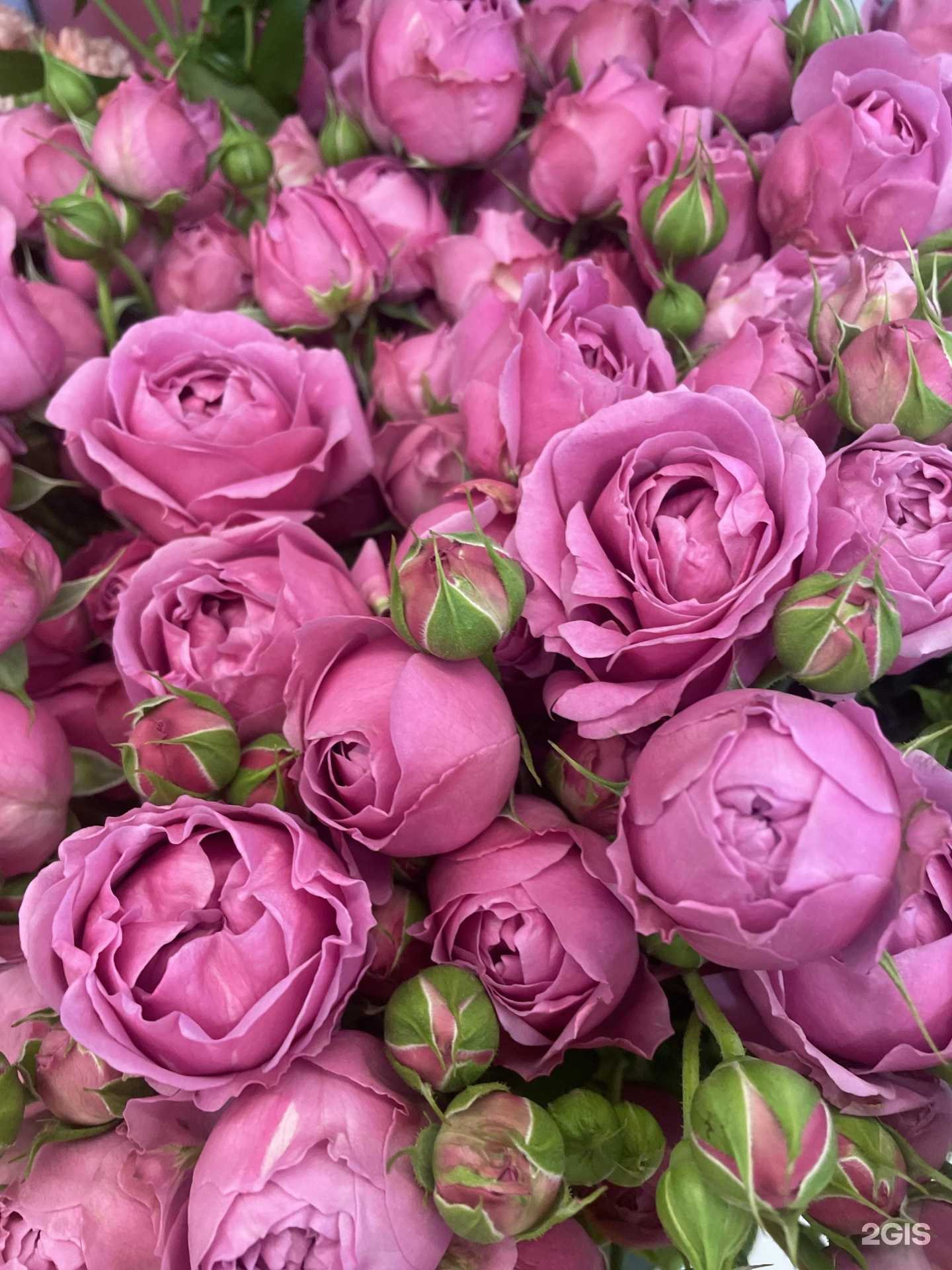 Отзывы на компанию 111 роз в г. Пятигорск c фото