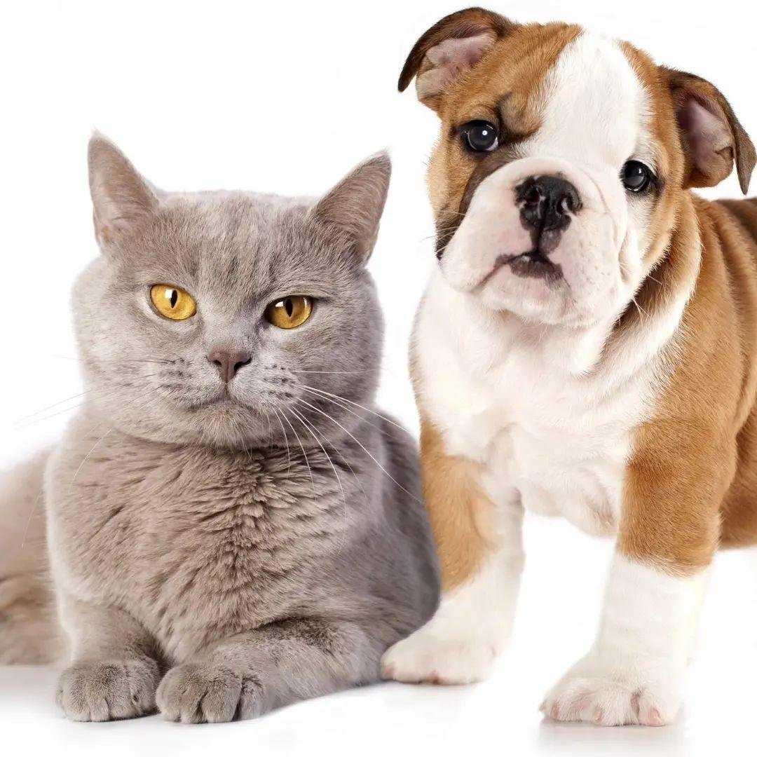 Отзывы на компанию Zoo Memory в г. Томск c фото