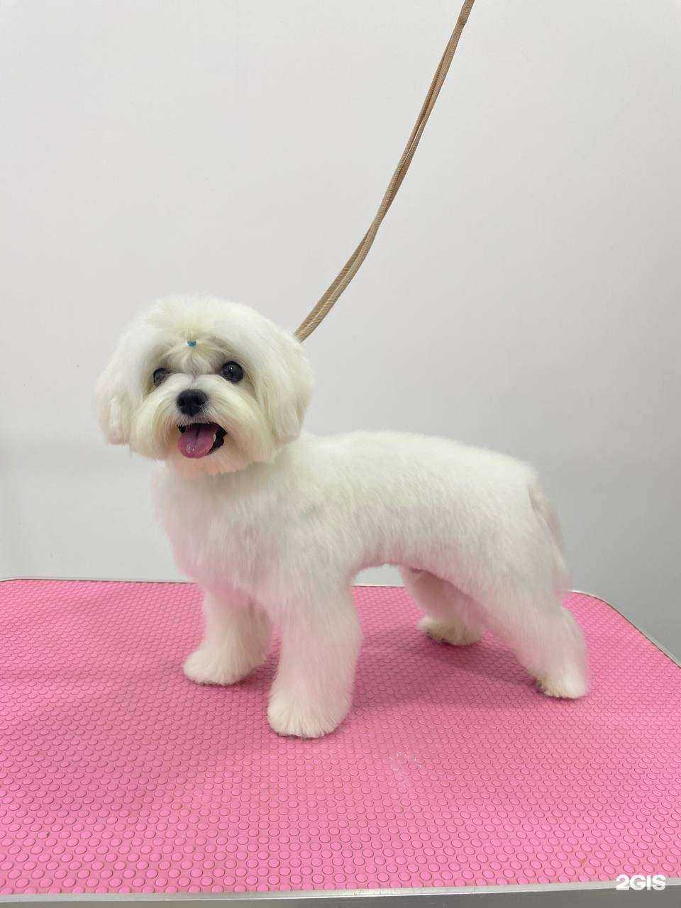 Отзывы на компанию 101 хвост в г. Волгоград c фото