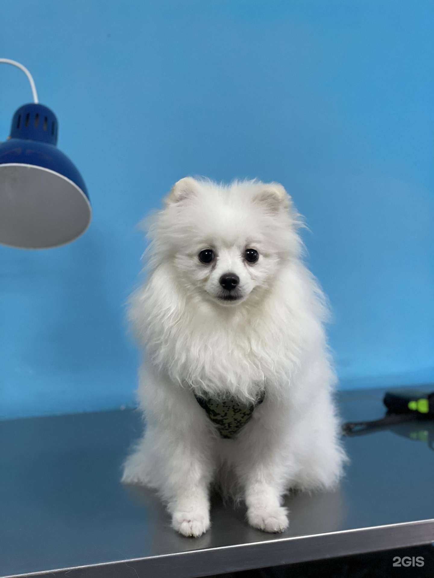 Отзывы на компанию 9 жизней в г. Брянск c фото