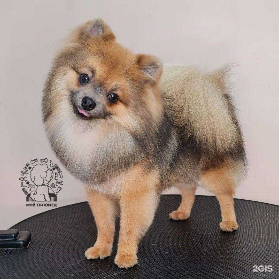 Отзывы на компанию Мой питомец в г. Чехов c фото