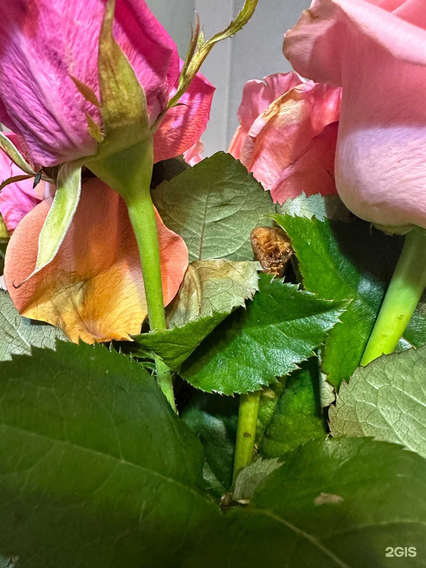 Отзывы на компанию Купидон в г. Краснодар c фото