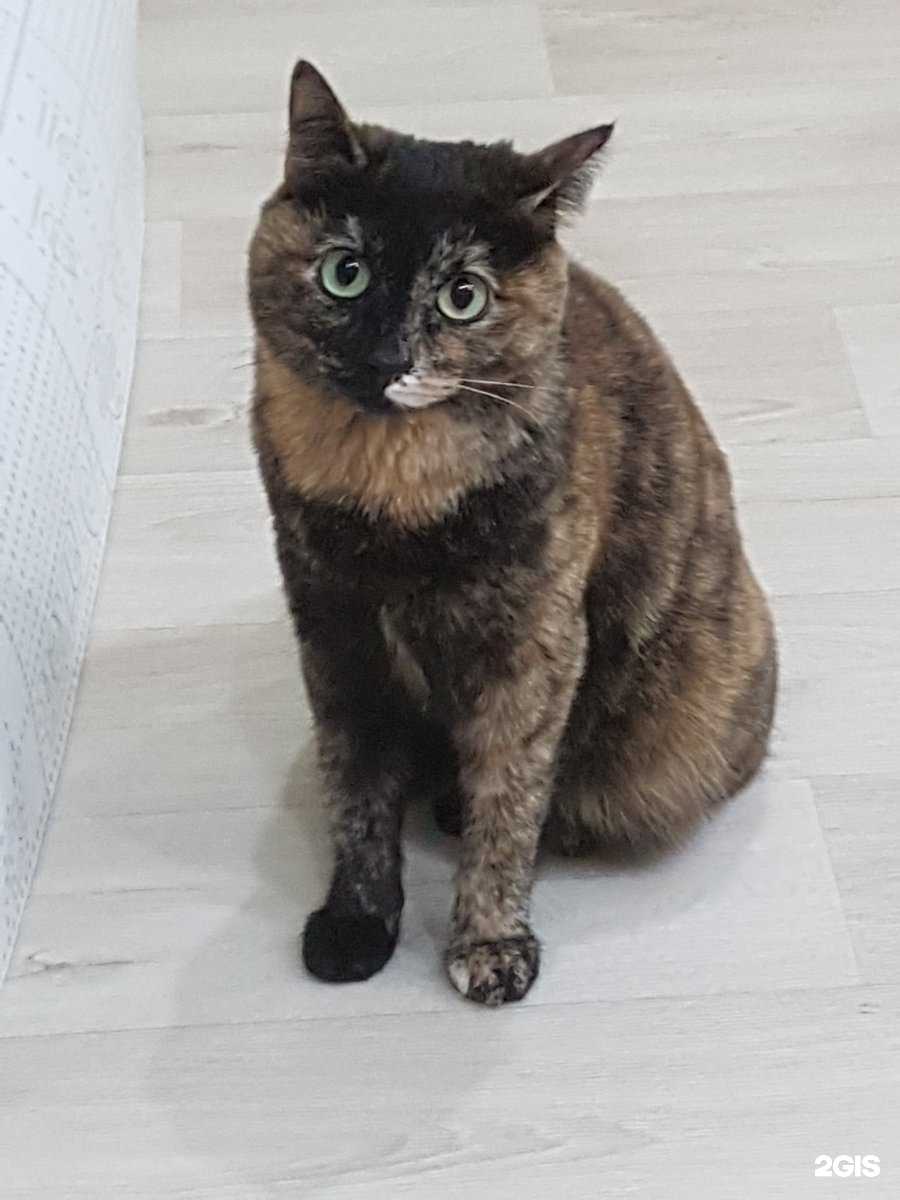 Отзывы на компанию Братья меньшие в Курске c фото