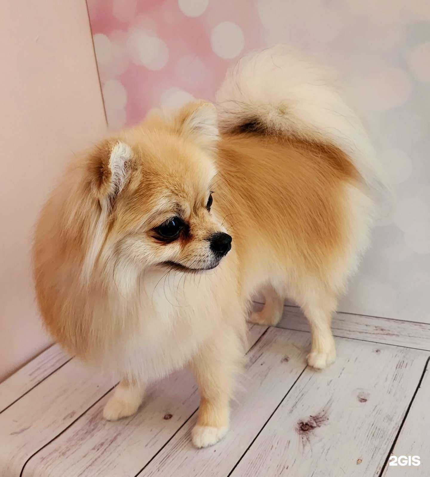 Отзывы на компанию Груминг-студия в Новосибирске c фото